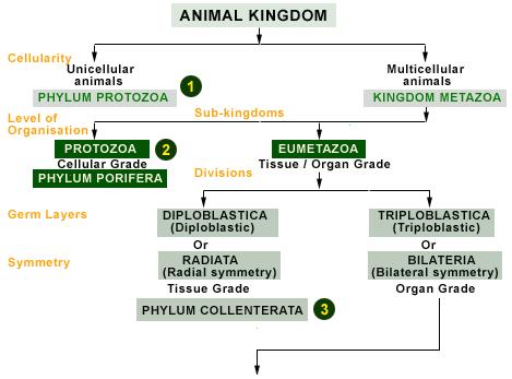Animal Kingdom Concept Map